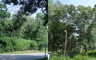 Nature park before(l) and after(r) restoration