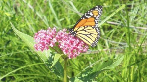 Monarch Butterfly on flower