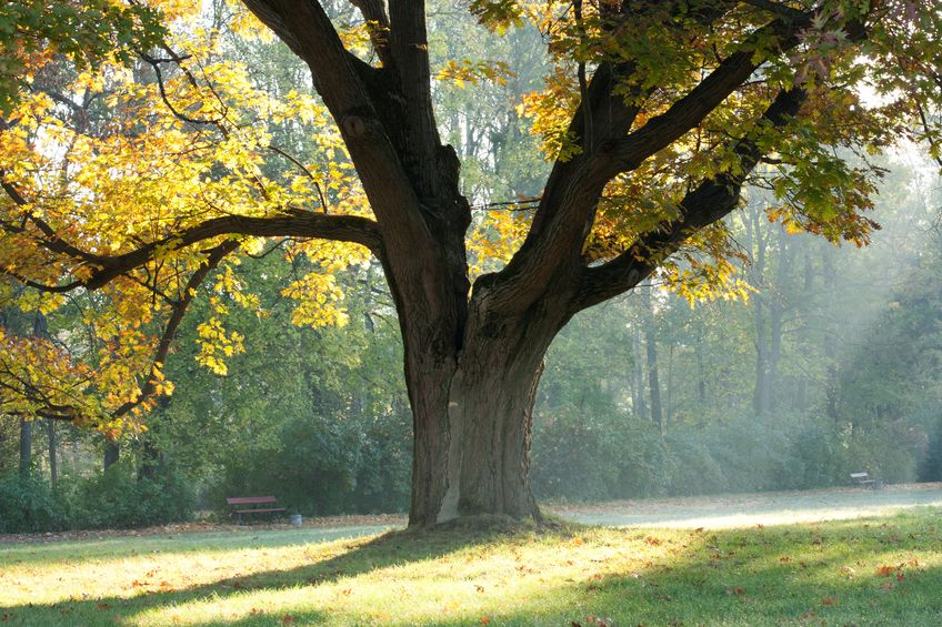 Highlights of the morning and an old oak tree