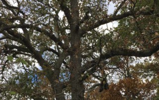 Canopy of Heritage_Oak_at_8_Lagoon_Dr_Hawthorn Woods