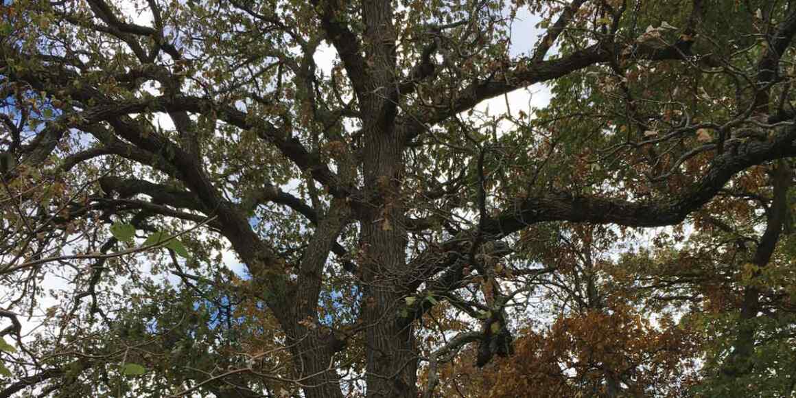 Canopy of Heritage_Oak_at_8_Lagoon_Dr_Hawthorn Woods