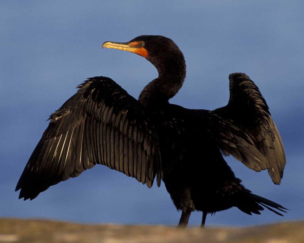 Cormorant