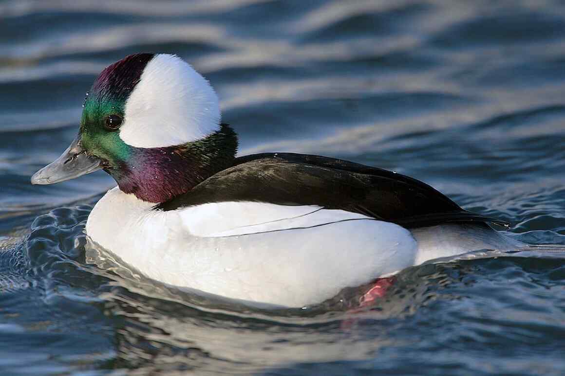 buffleheads Bufflehead