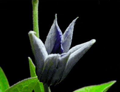 flower blooming gif - Ancient Oaks Foundation