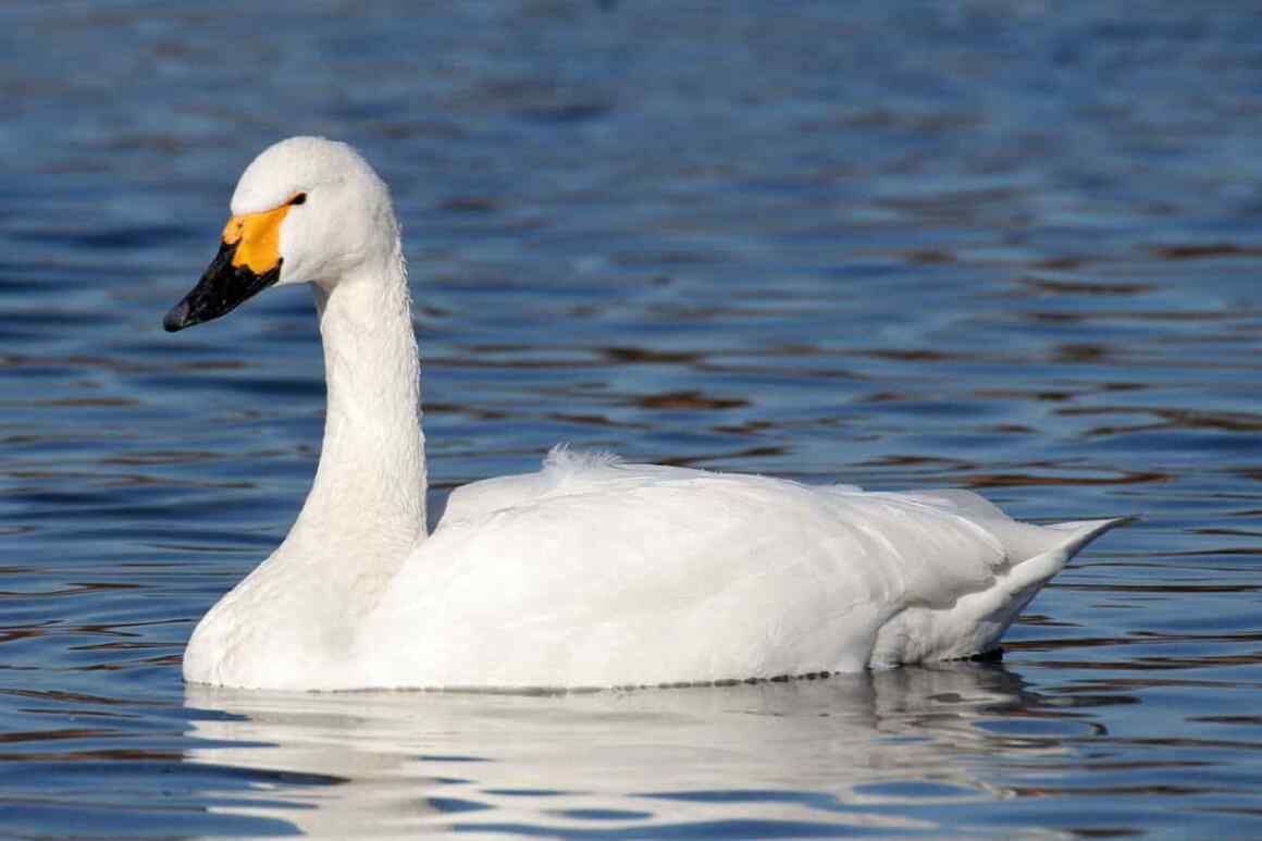 tundra swan Tundra Swan