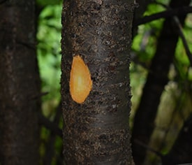 Buckthorn Bounty Program – Ancient Oaks Foundation