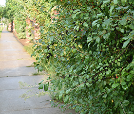 Buckthorn overtaking hedge (1)